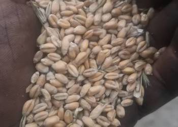 Pszenica ozima Pszenica ozima