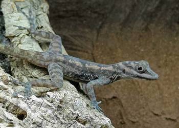 Anolis lucius