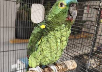 Amazonka niebieskoczelna samczyk rk