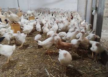 Kury nioski sandy 9 tygodni