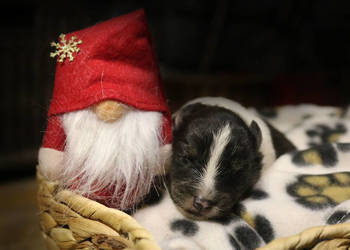 Szczenięta sheltie linia amerykańska owczarek szetlandzki ZKwP/FCI