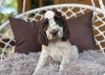 Śliczny piesek Cocker Spaniel Angielski liver Roan z rodowodem
