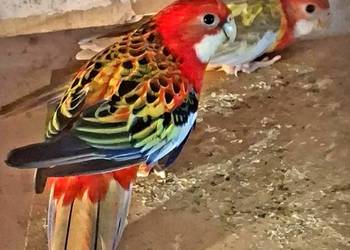 Piękne papuzki do hodowli