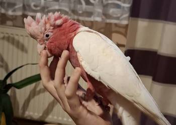 Kakadu różowe lutino samiec