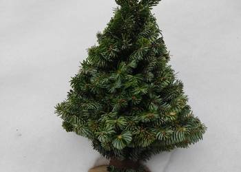 Choinki plecione,zwykle naturalne, jemioła, stroiki, wianki