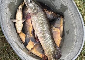 RYBY - karpie amury tołpygi szczupaki