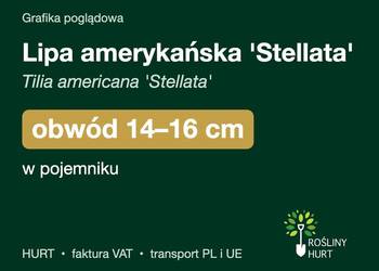 Lipa amerykańska 'Stellata' obwód 14-16 cm, w pojemniku – HURT