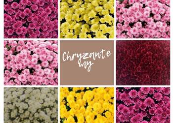 Chryzantemy