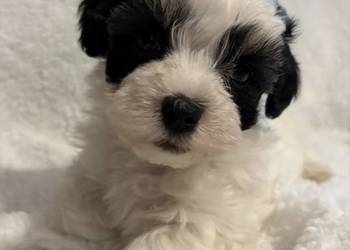 Do Rezerwacji Szczenięta Morkie