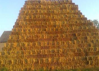 Słoma kostka pszenna mocno zbita