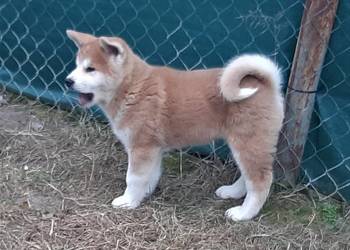 Akita Inu socjalizowane przez zoopsychologa
