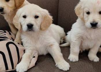 Szczeniaczki Golden Retriever