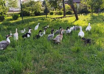 Kaczki dworki i staropolskie