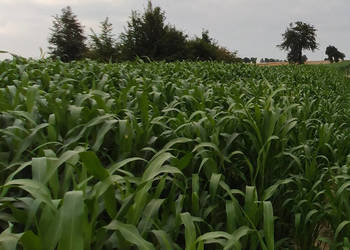 NUTRI HONEY - Mieszaniec Sorgo z Trawą Sudańską 25kg