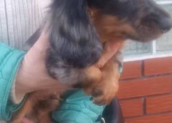 Jamnik długowłosy miniaturowy Merle