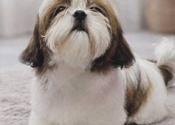 Sunia bialo-czerwona