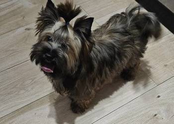 Śliczny piesek York Ocean Pearl - Unikatowe Cudo - Komplet dokumentów