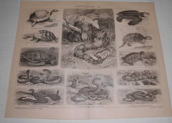 ZWIERZĘTA II oryginalne XIX w. grafiki 1888 r.