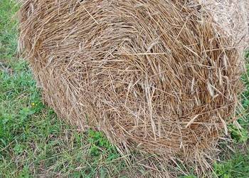 Słoma żytnia oraz jęczmienna