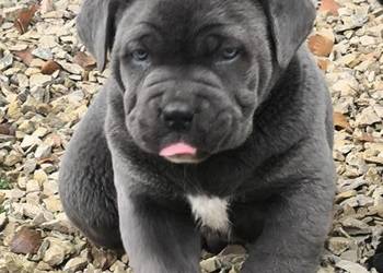 Cane corso italiano