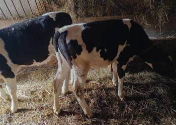 Jałoweczki 4 miesiące