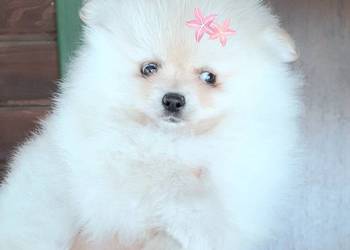 Szpic miniaturowy pomeranian  suczka