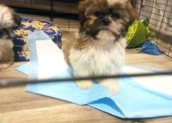 Shih-tzu pieski i suczki