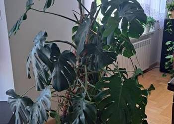 Kwiat Monstera dziurawa