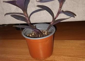 Trzykrotka, setkrezja purpurowa, nr2 , 2 sadzonki w doniczce
