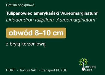 Tulipanowiec amerykański 'Aureomarginatum' obw. 8-10 cm, z bryłą
