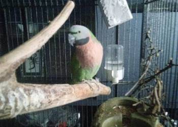 Aleksandretta różowopierśna  różana