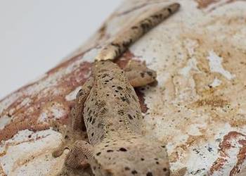 Gekon orzęsiony Red dalmatian 2 kolory kropek