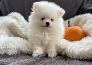 SZPIC MINIATUROWY POMERANIAN ŚLICZNA SUNIA