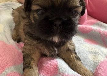 Suczka shih tzu