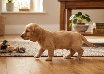 Cocker Spaniel Angielski piesek z rodowodem