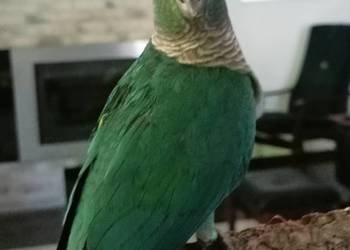 Rudosterka oswojona pupil