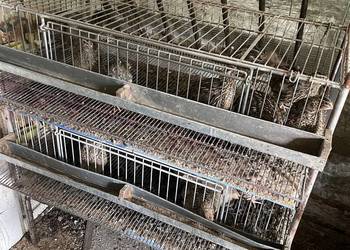 Przepiórki wraz z klatkami Przepiórki wraz z klatkami