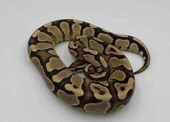 Fire Yellow belly samica Pyton królewski/ regius wąż gad