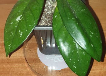 Hoya , hoja, kwiat rosnący