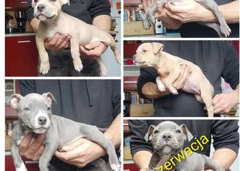 American staffordshire terrier American staffordshire terrier