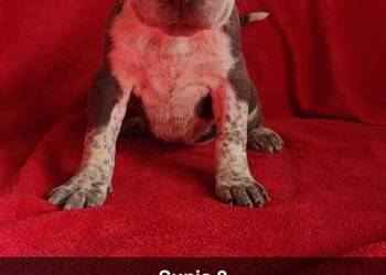 Suczka Blue Marle Amstaff Suczka Blue Marle Amstaff