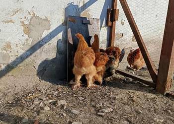 Sprzedam koguty