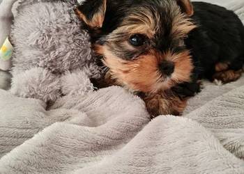 Mini Dziewczyna Yorkshire Terrier z Chipem Wyprawka