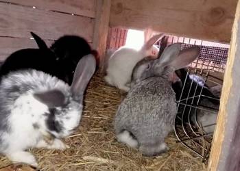 Sprzedam młode króliki