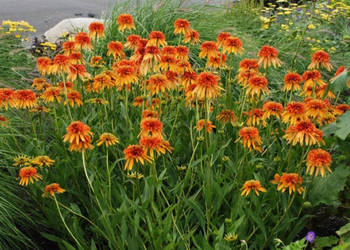 JEŻÓWKA Marmalade Echinacea - sadzonki w doniczkach