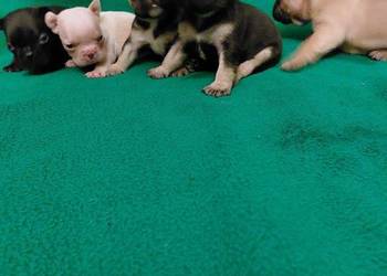 Śliczne szczeniaki  buldogi francuskie  Suczki