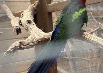 szkarłatka żółtoskrzydła samiec