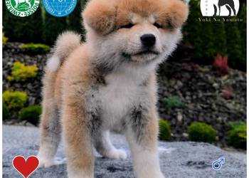 Akita Inu ZKwP/FCI