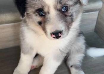 Pies border collie
