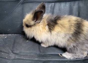 Króliczki miniaturki